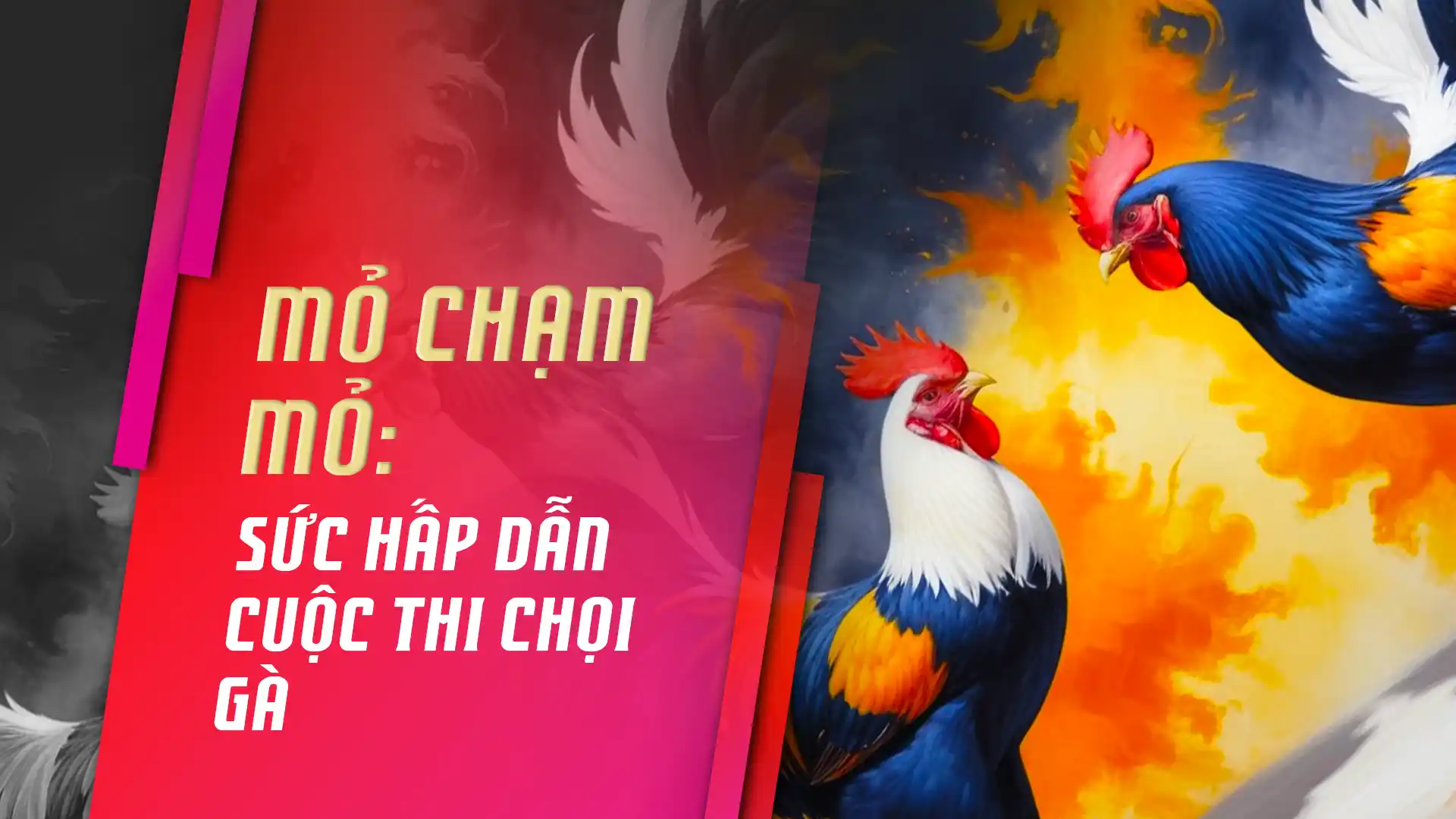 Mỏ chạm mỏ: Sức hấp dẫn cuộc thi chọi gà